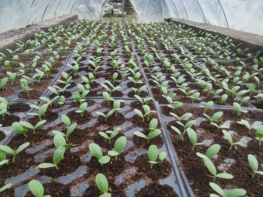 Emperor No.1 Chinese big f1 hybrid watermelon seed