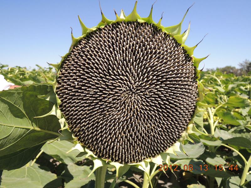 hybrid planting sunflower seeds -3
