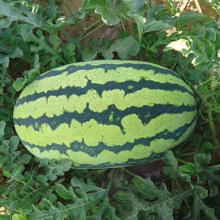 Emperor No.1 Chinese big f1 hybrid watermelon seed