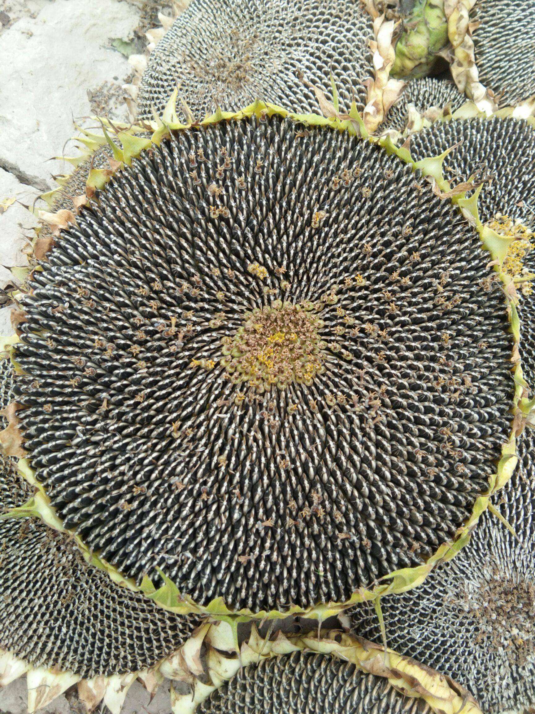 hybrid planting sunflower seeds -2