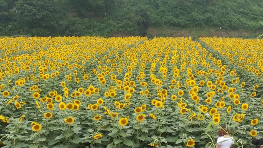 hybrid planting sunflower seeds